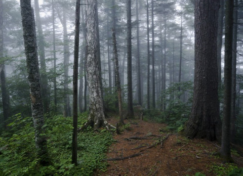 «По факту лес, на деле - пашня»: Счетная палата запуталась в лесной статистике