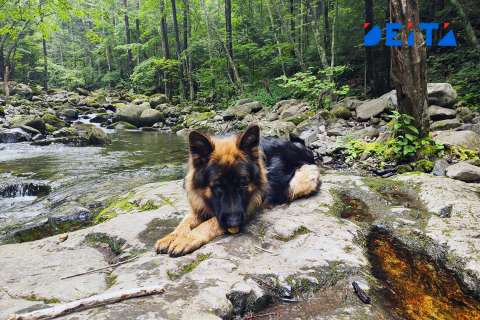 Конфисковать домашних животных у безответственных владельцев предложили в Госдуме