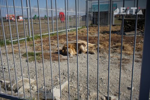 Уголовное дело возбудили после нападения льва на посетительницу зоопарка под Уссурийском