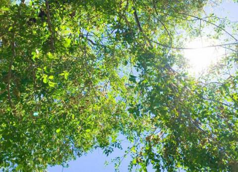 Тысячу растений высадят в парке Находки 