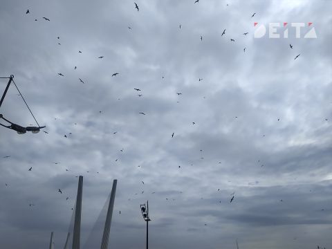 Птицы предупреждают о мощном шторме? Массовое скопление чаек насторожило приморцев