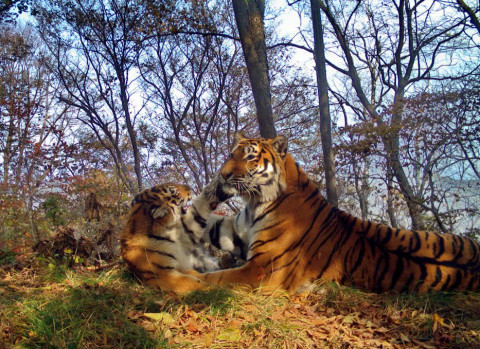 Дегтярев ополчился на золотодобытчиков