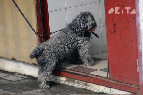 Незрячим россиянам упростят оплату корма для собак-проводников