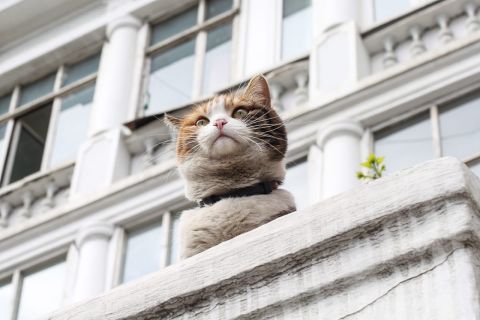 Животных начнут кормить просрочкой 