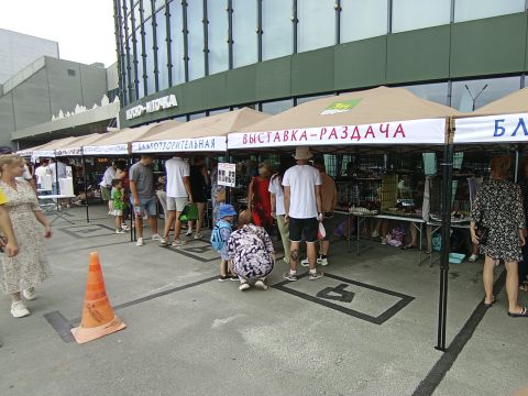 Любящих хозяев обрели 67 «хвостиков» на выставке-раздаче животных во Владивостоке