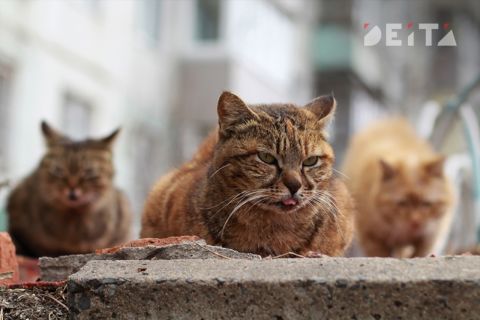 Налоговый вычет дадут животным 