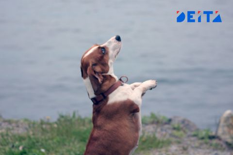 Роспотребнадзор назвал причины, почему не пустят животных в кафе