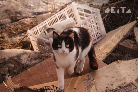 Лучший приют для животных умирает от голода из-за санкций