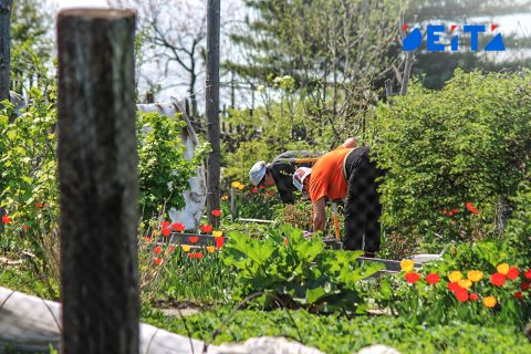 В Госдуме попросили дачников выкапывать растения