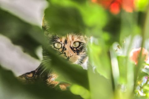 Фотоконкурс о любимых питомцах объявили в картинной галерее