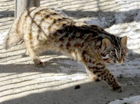 Краснокнижного котёнка, наевшегося гвоздей, спасают в Приморье