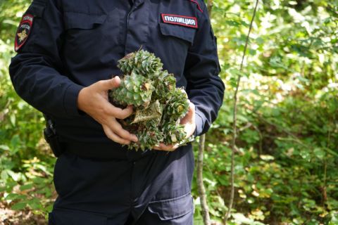 Губить кедры не дают шишкарям-торопыгам в Приморье