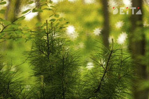 Грибной гид раскрыл способ спастись от лосей и кабанов в лесу