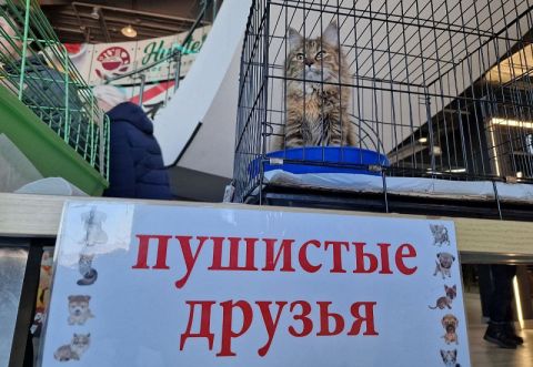 Итоги работы проекта «Животные города_В» подвели во Владивостоке