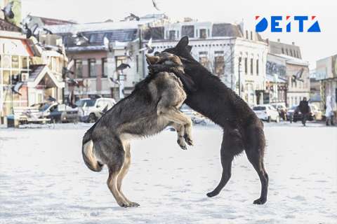 Бродячих собак отправят в исправительную колонию
