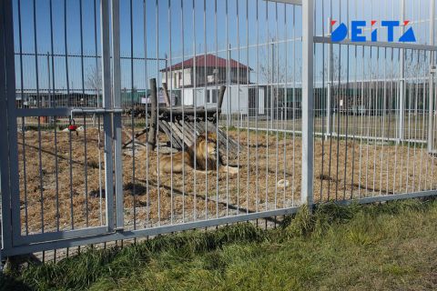 Петицию в поддержку льва из зоопарка в Уссурийске запустили приморцы