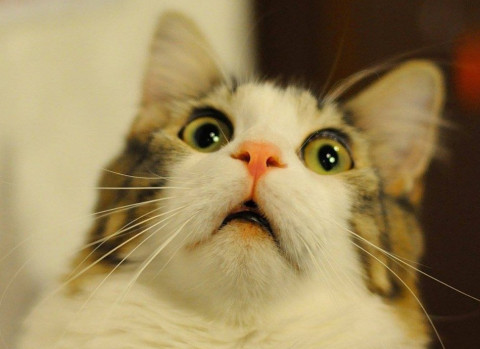 Россияне начали прививать домашних животных от ковида