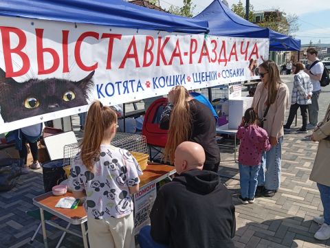 Взгляд, «мяу», договор: жители Владивостока дарят надежду бездомным животным