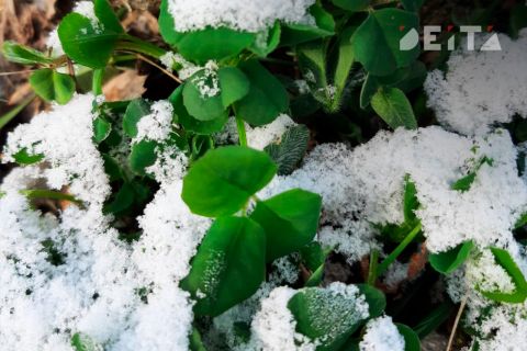 Заморозки вернутся: погодная аномалия начнётся с 27 мая