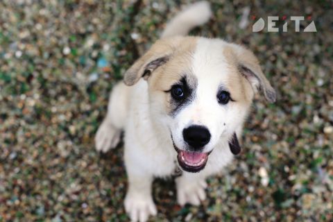 Поддержать фонд помощи бездомным животным можно будет в День молодёжи во Владивостоке