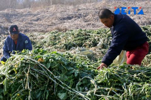 Больше мигрантов предложил привлекать в Россию омбудсмен для борьбы с кадровым дефицитом