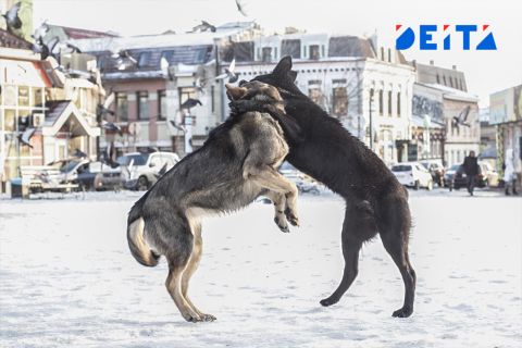 Закон об эвтаназии бездомных животных не одобрила Госдума