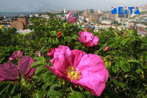 Миллион за идею предлагают россиянам