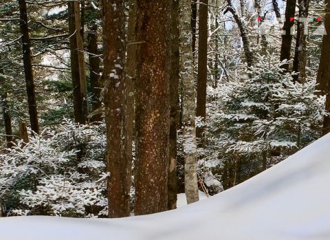 Халатность лесничего обошлась муниципальной администрации в Приморье в 2 миллиона рублей