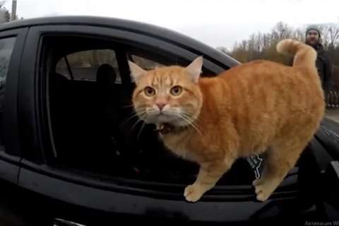 Коты и собаки переходят на импортозамещение