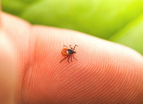 Клещи проснулись на Дальнем Востоке