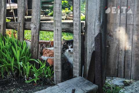 Путин продлил дачную амнистию