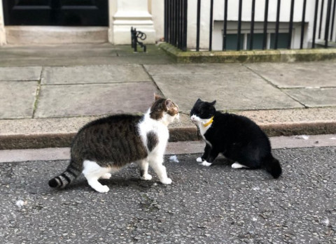 Россиян начнут наказывать за брошенных питомцев