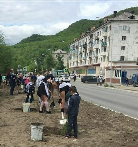 Кедровую аллею выпускников уничтожило «благоустройство»