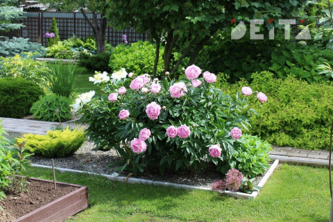 Фестиваль цветов в Петербурге посвятят врачам и медсестрам