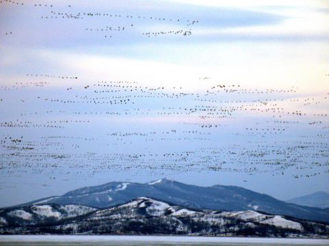 Небольшой снег выпадет в четверг в Приморье