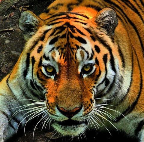 В Приморье тигр убил 37 овец