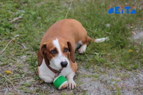 Штрафы для собачников готовят в России 