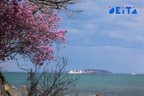 Прохладное завершение апреля в Приморье прогнозируют синоптики