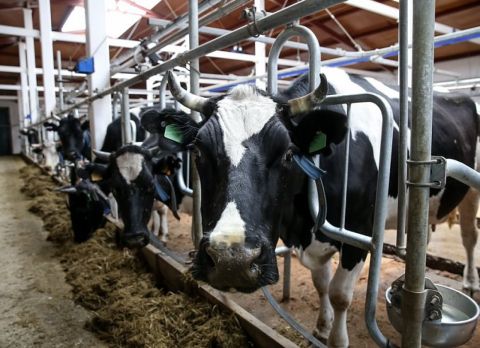 Отток людей из сел привел к сокращению поголовья скота в России