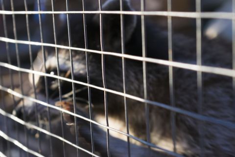 В стрессе, но дает гладить лапки: как живет енот из подвала многоэтажки во Владивостоке