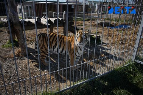 Создание центров содержания диких животных упростили в Приморье
