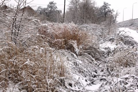 Синоптики пообещали на четверг похолодание в Приморье