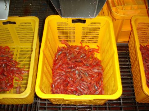 Креветку подсчитают на Дальнем Востоке 