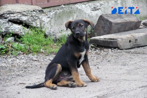 Полиция завела дело на мужчину, подстрелившего собаку в Находке