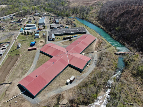 ССК "Звезда" выпустил тонны мальков лосося в Приморье