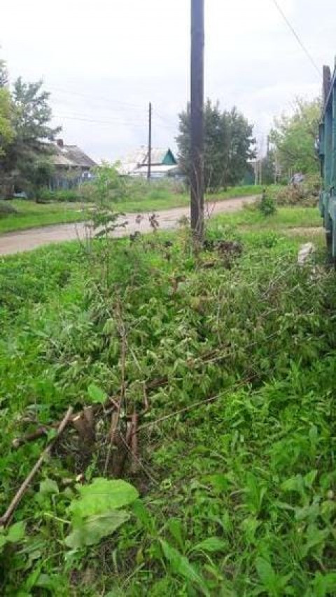 Приморцы пожаловались на вырубку молодых деревьев