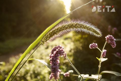 Летняя жара ещё вернётся в Приморье перед тайфуном