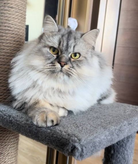 Волшебная история спасения Севы: как кот во Владивостоке хозяйку выбрал