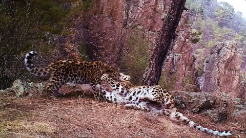 Леопардовые «обнимашки» попали на камеру в Приморье