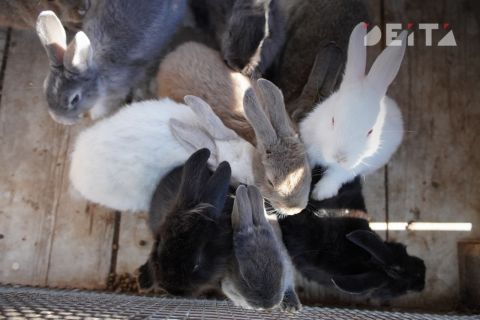 Регулярный маникюр и особая диета: что ждет рискнувших привести в дом кролика перед Новым годом